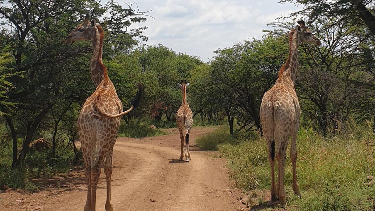 Monateng Safari Lodge Wallmannstal Экстерьер фото